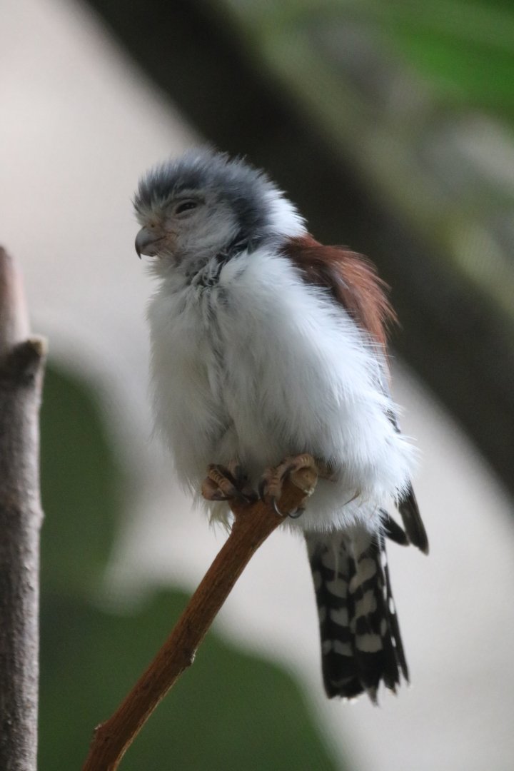 African Pygmy Falcon