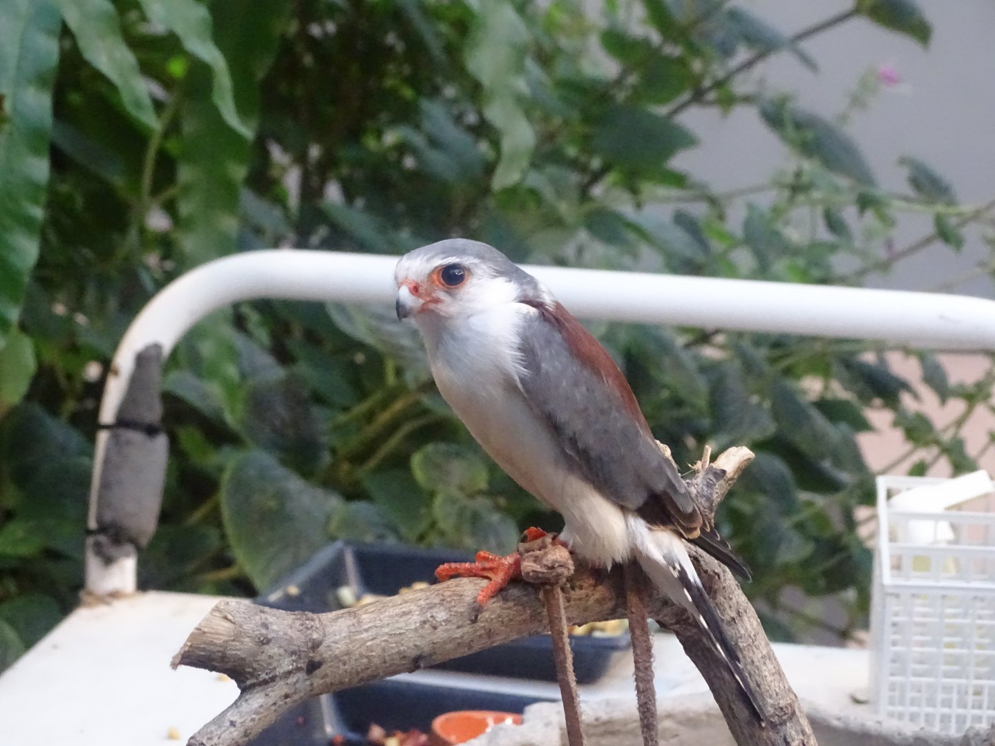 African pygmy-falcon