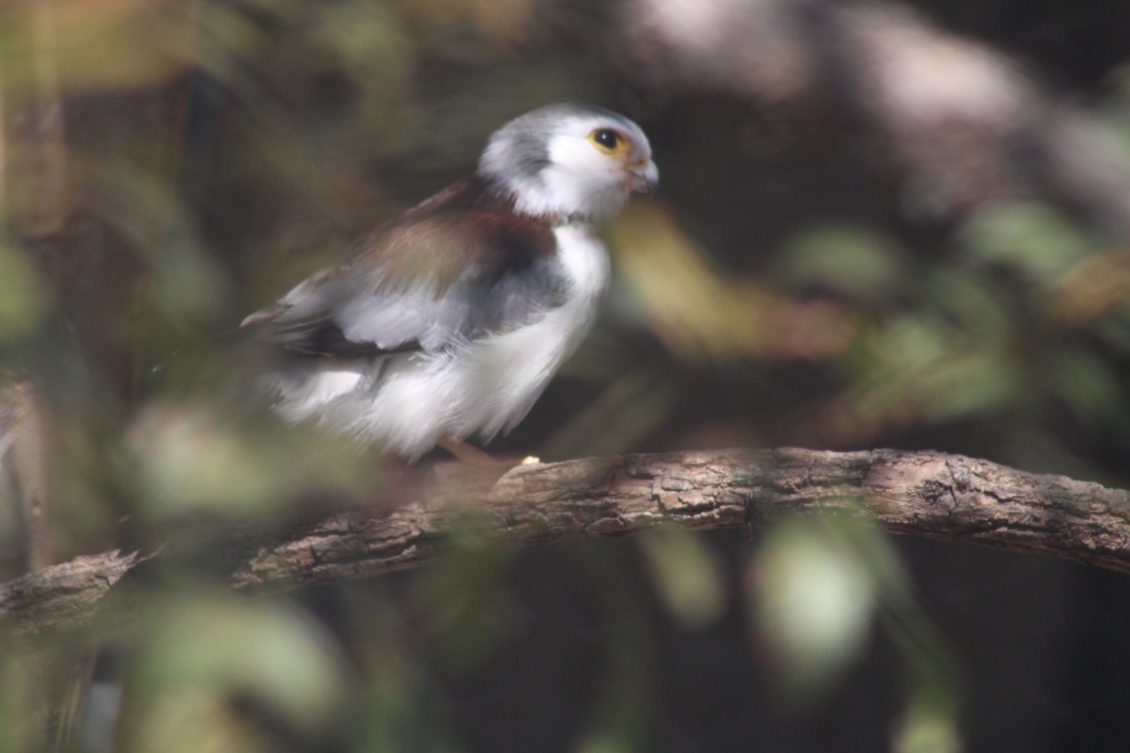 African Pygmy Falcon