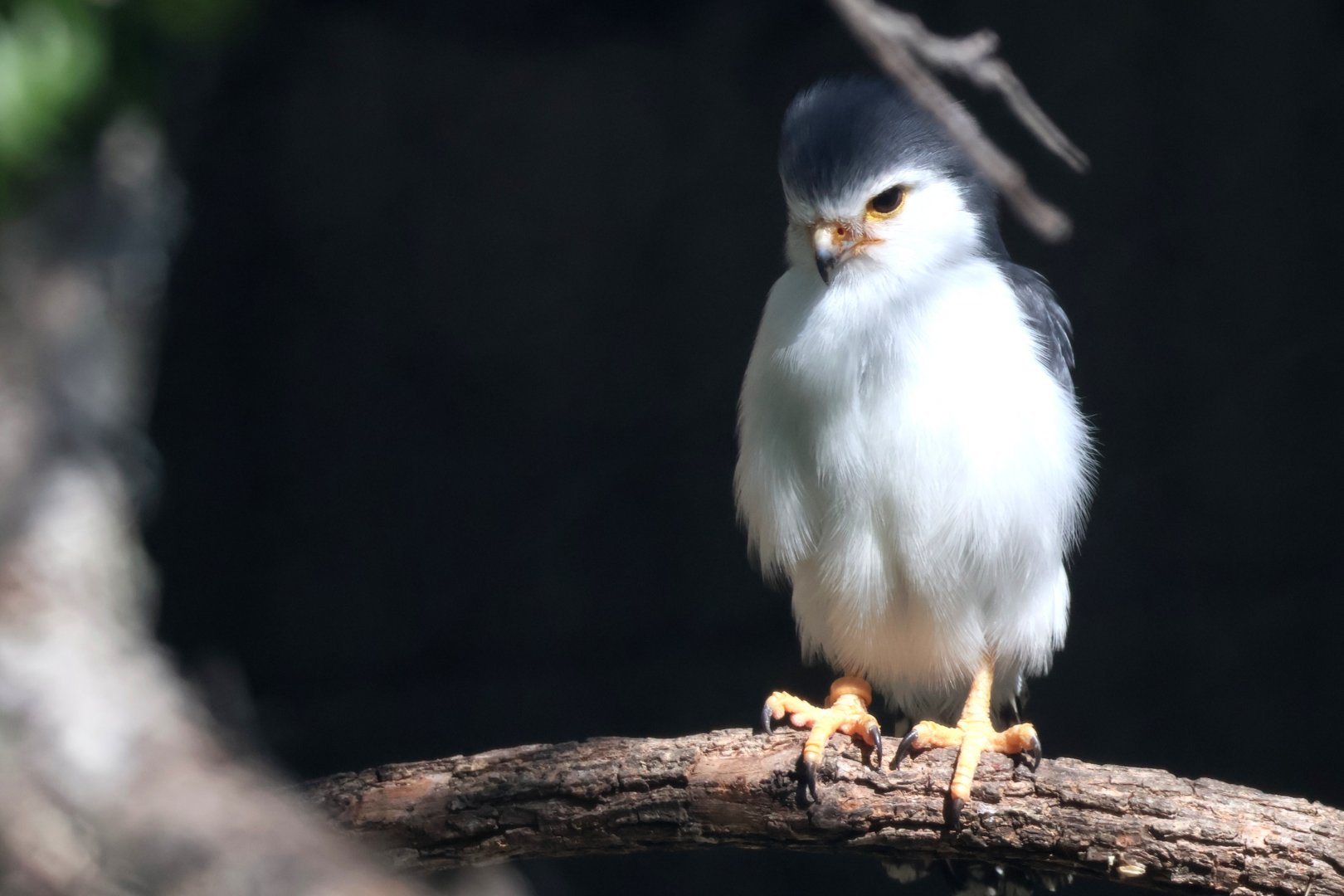 African Pygmy Falcon