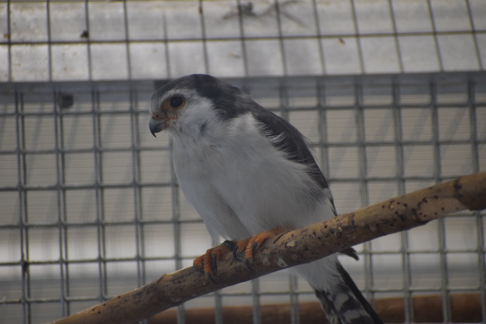 African pygmy falcon