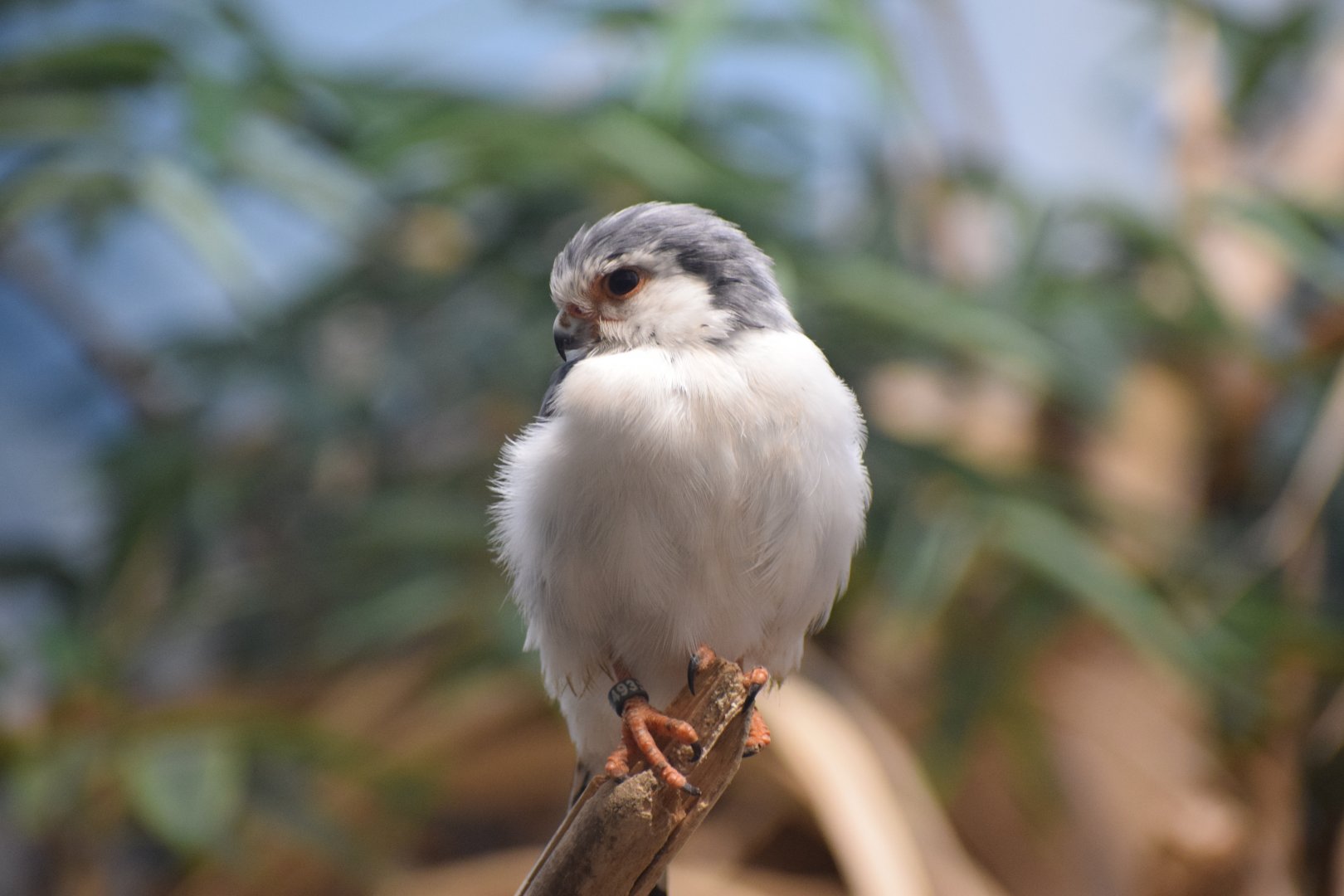 African pygmy falcon