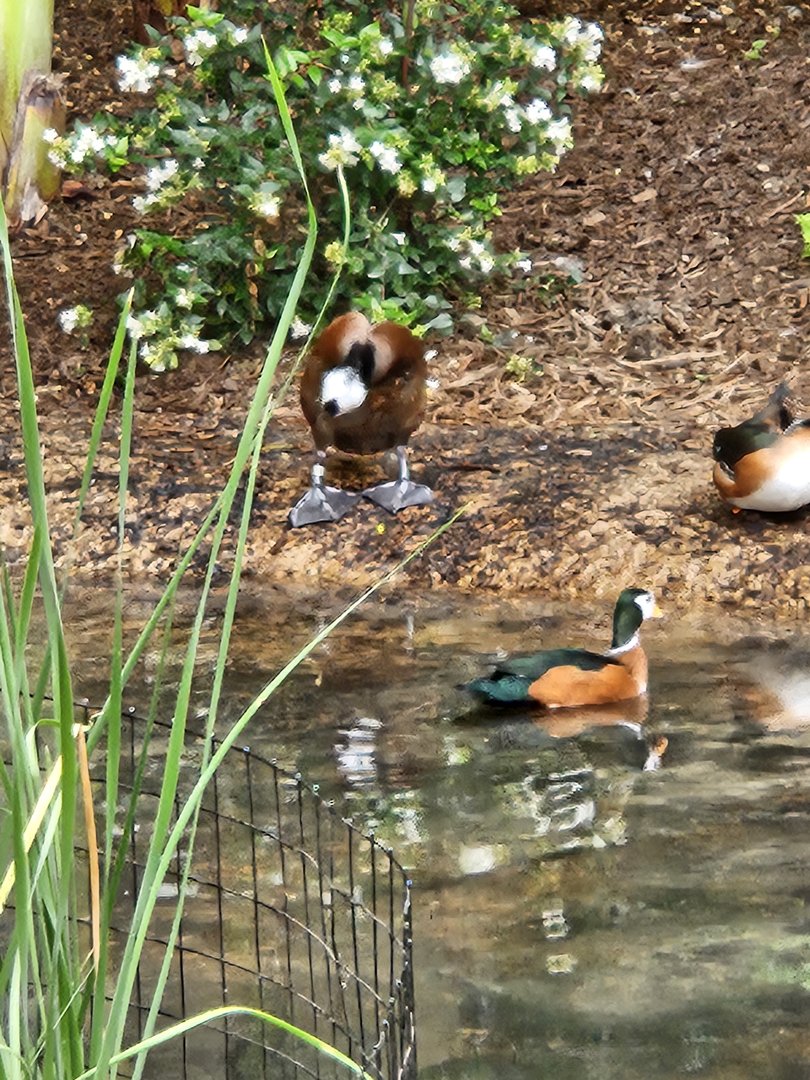 African pygmy geese and white-headed ducks