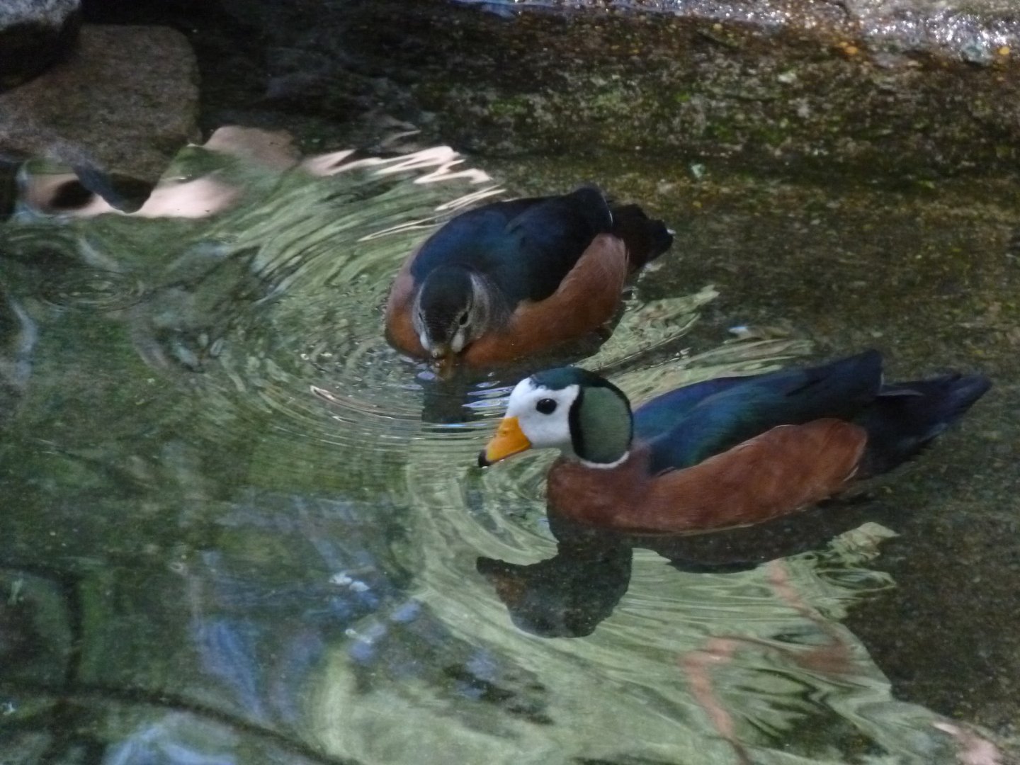 African Pygmy geese