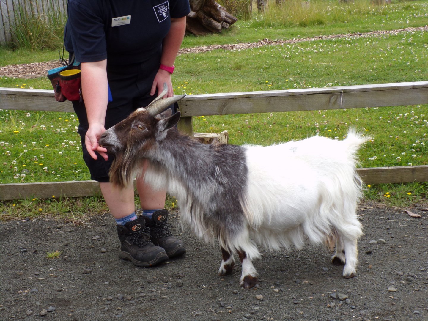 African pygmy goat 18.7.24