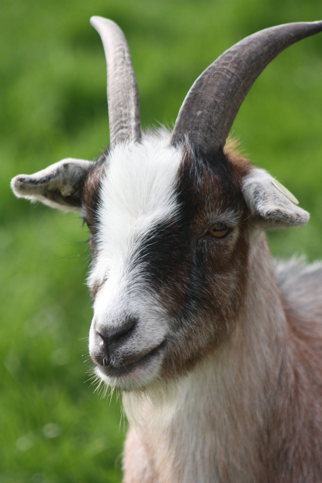 African Pygmy Goat, 23rd October 2014