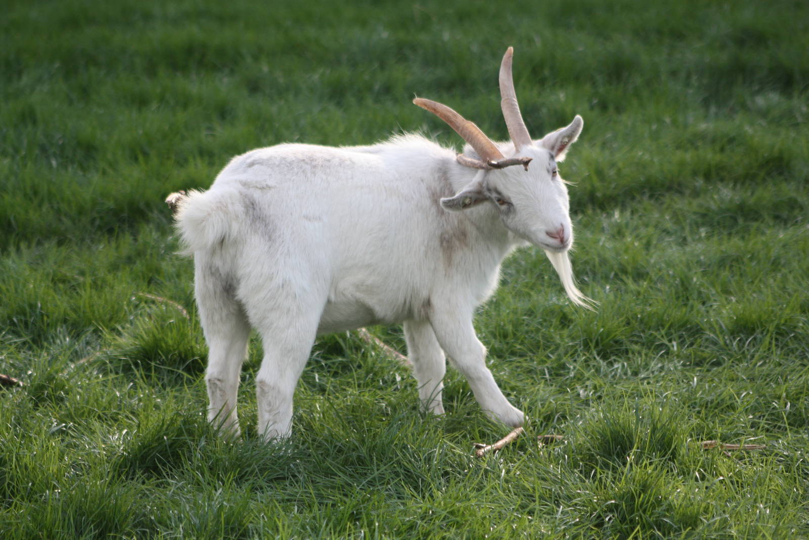 African Pygmy Goat, 23rd October 2014