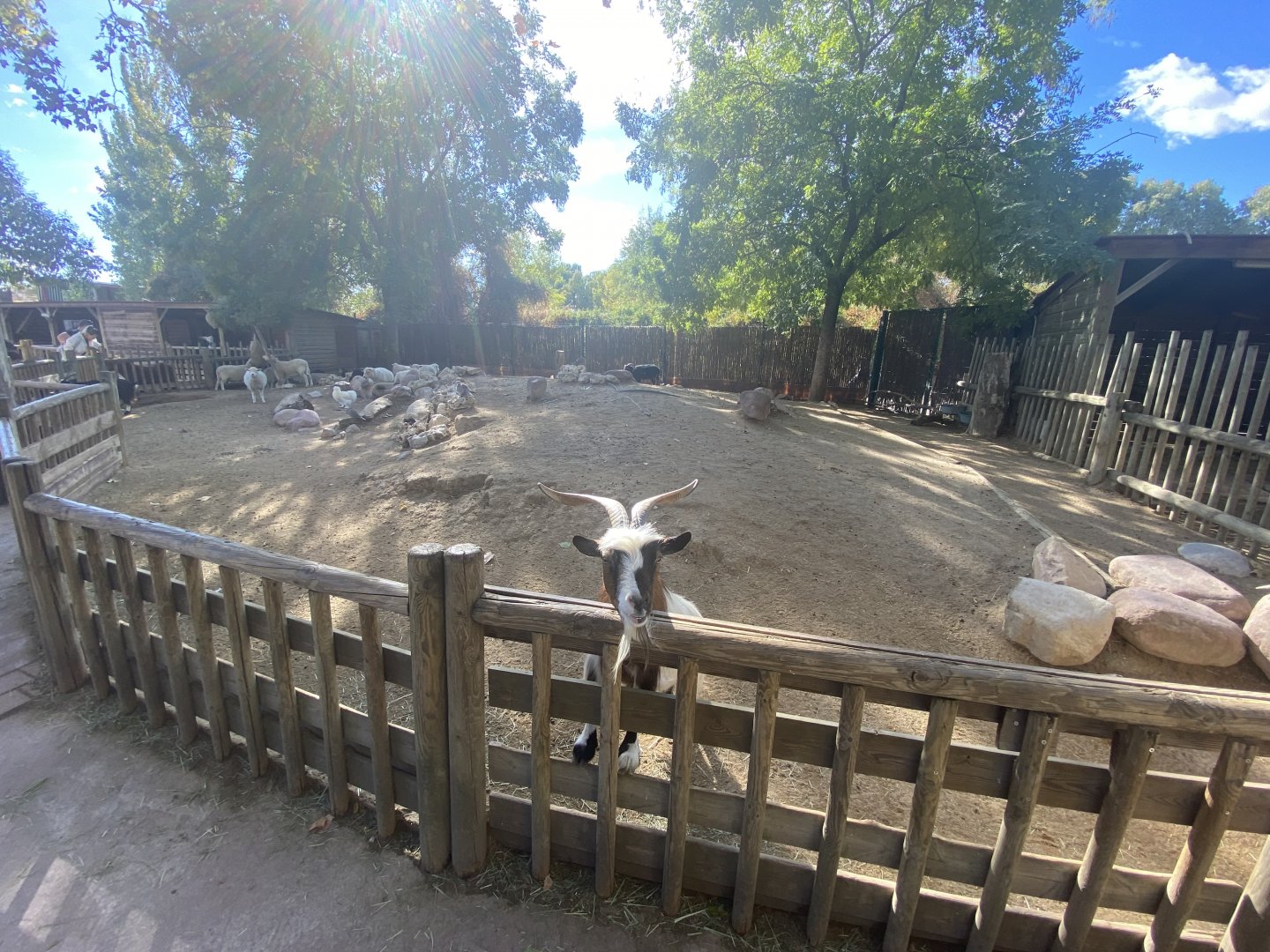 African Pygmy goat and sheep enclosure