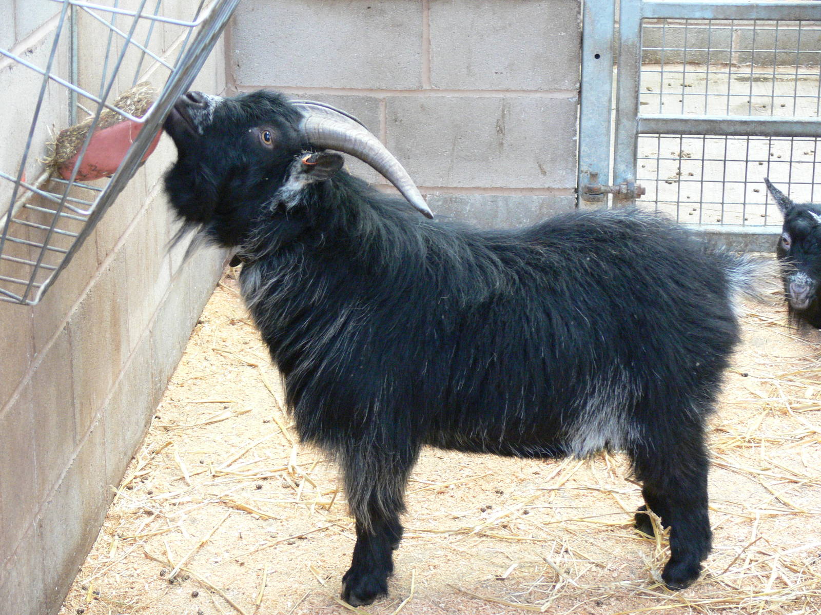 African Pygmy Goat at Blackpool Zoo, 09/12/12