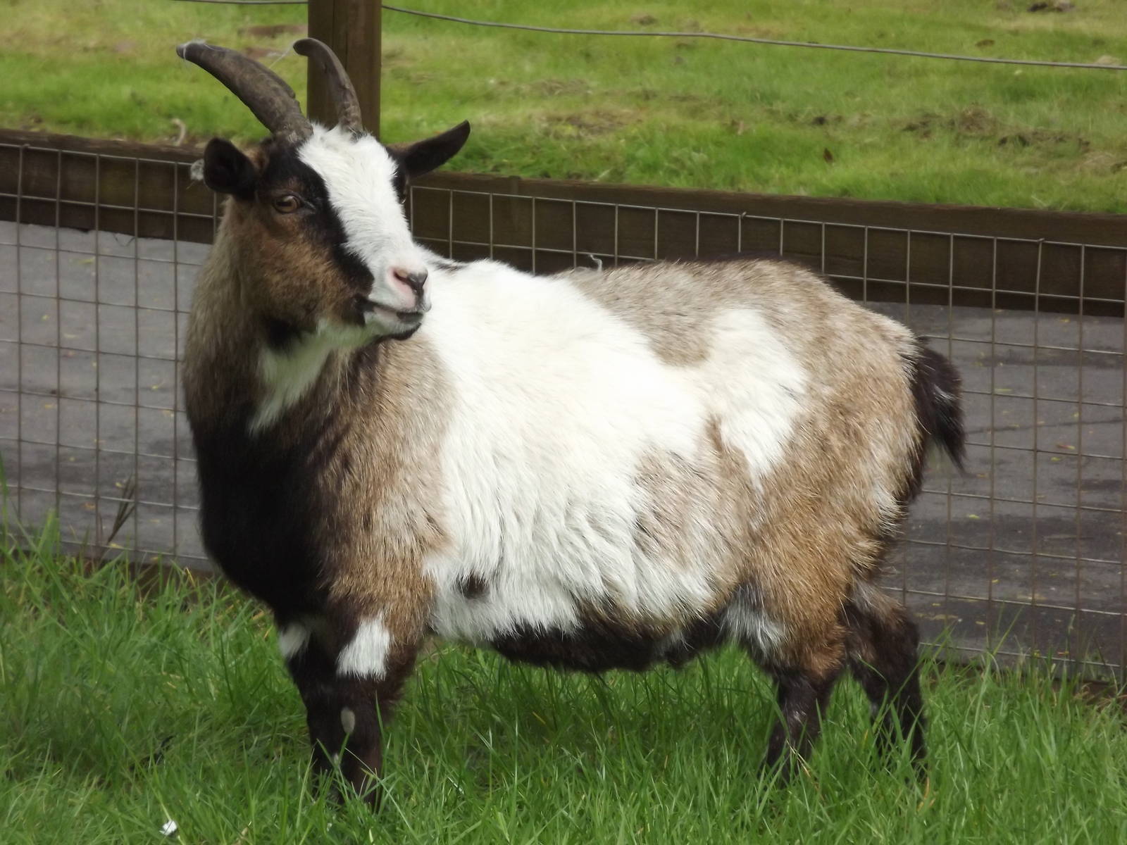 African Pygmy Goat at Blackpool Zoo 19/05/12