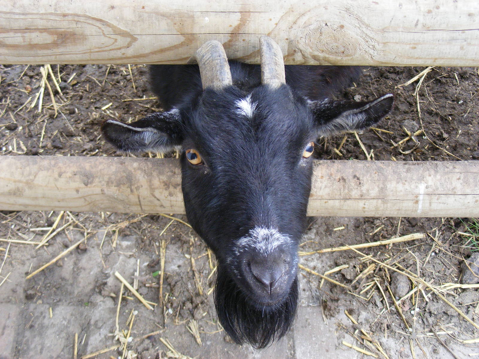 African pygmy goat at Wingham Wildlife Park, 2 April 2010