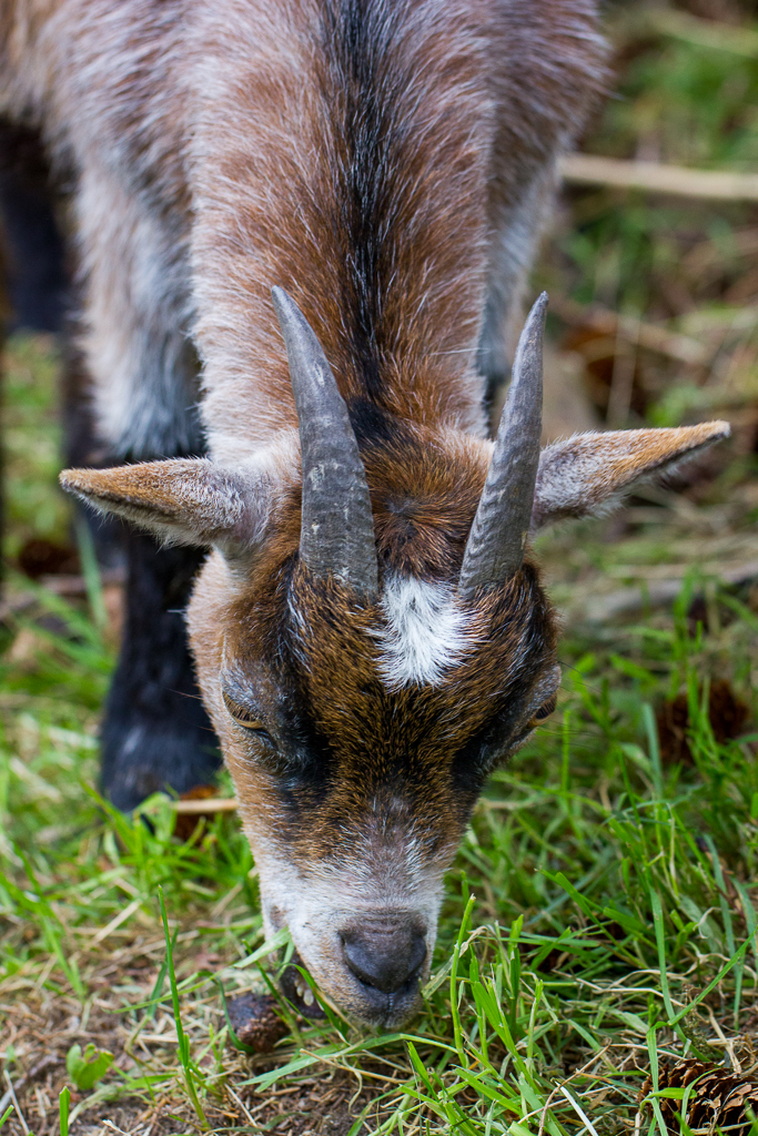 African pygmy goat - Capra hircus