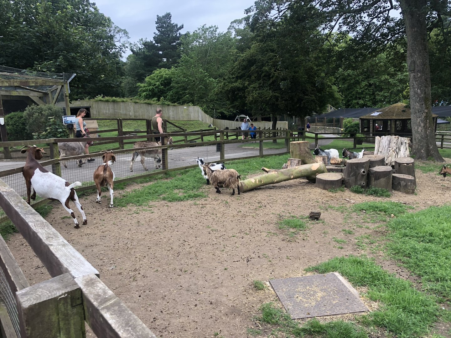 African Pygmy Goat Enclosure at Sewerby Zoo (June 2023)