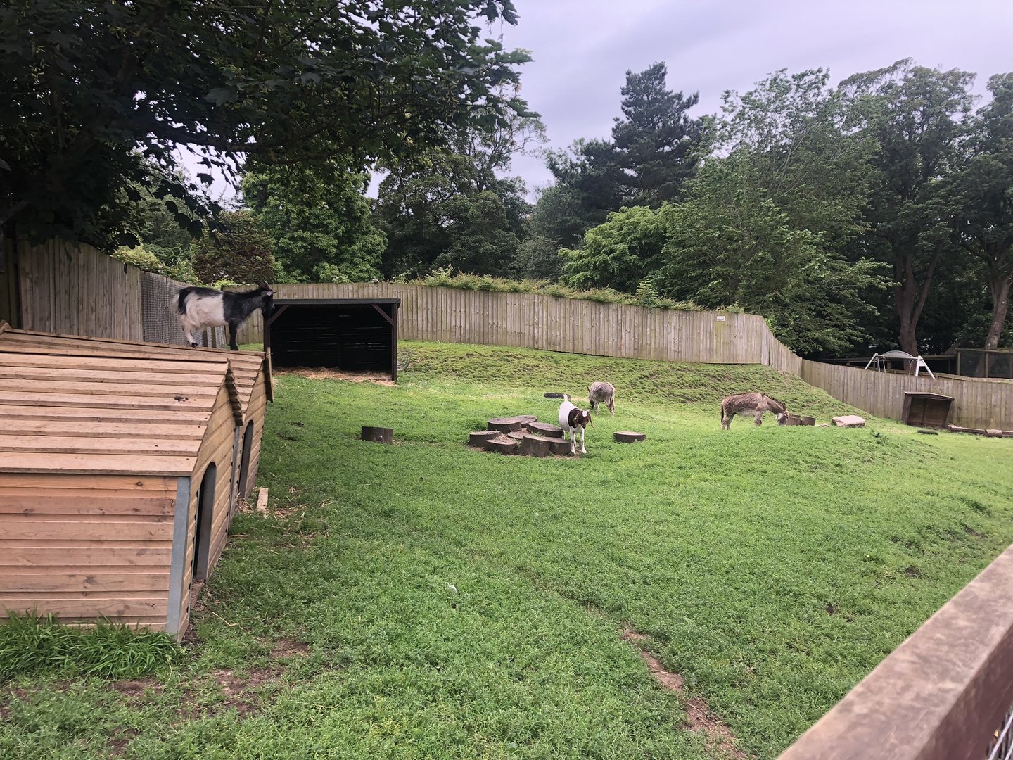 African Pygmy Goat Enclosure at Sewerby Zoo (June 2023)