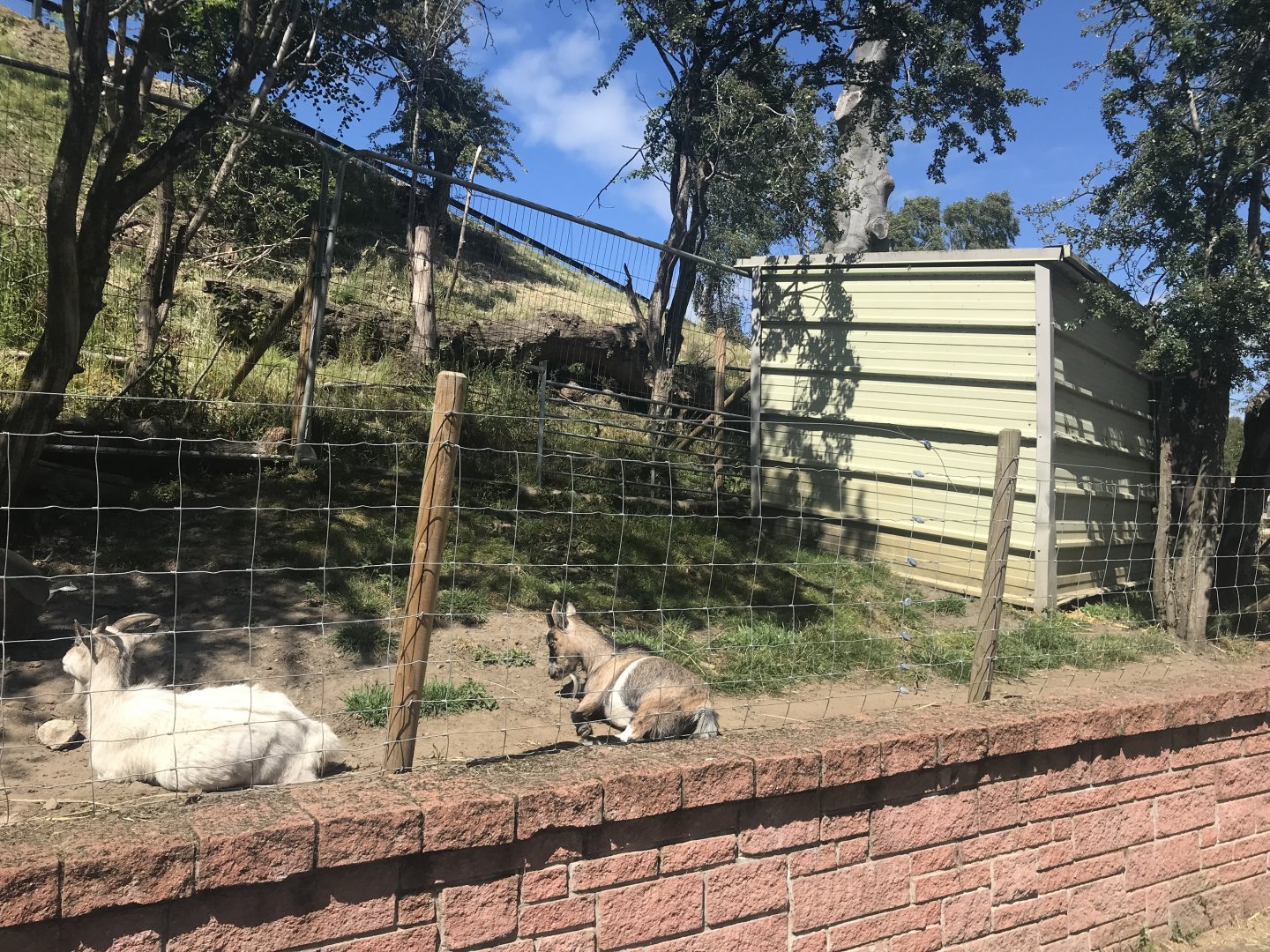 African pygmy goat enclosure