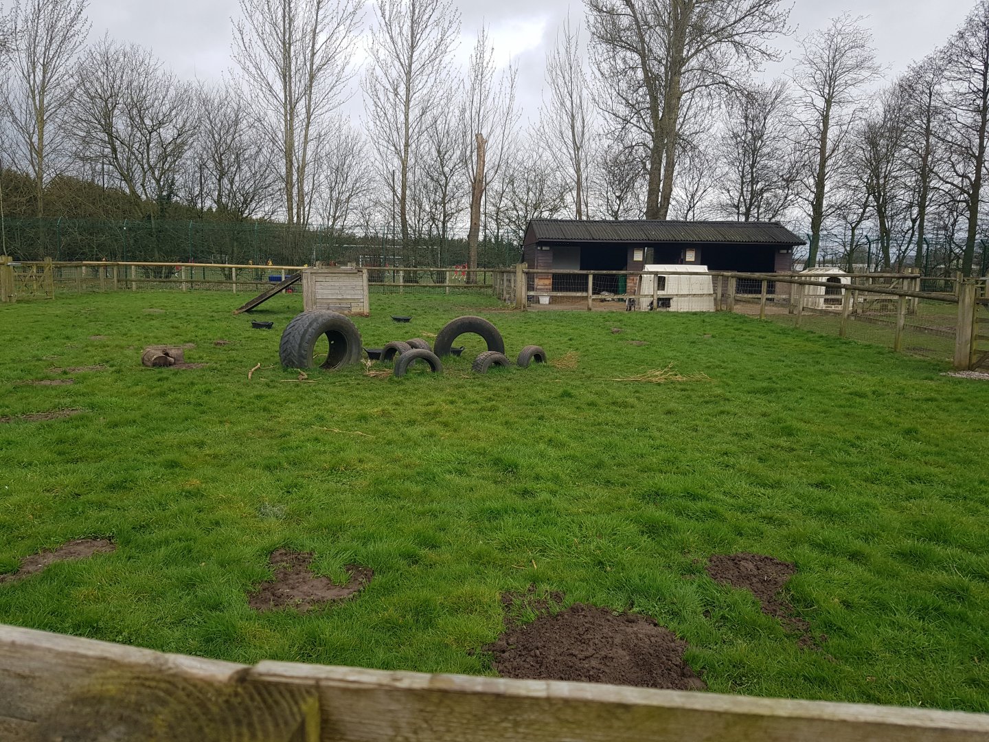 African Pygmy Goat Enclosure