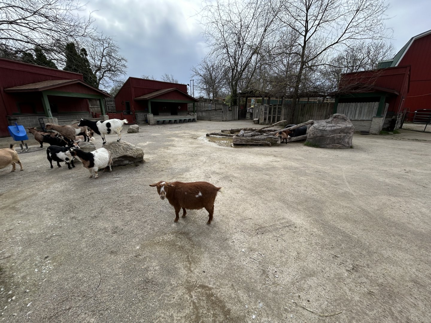 African Pygmy Goat Exhibit