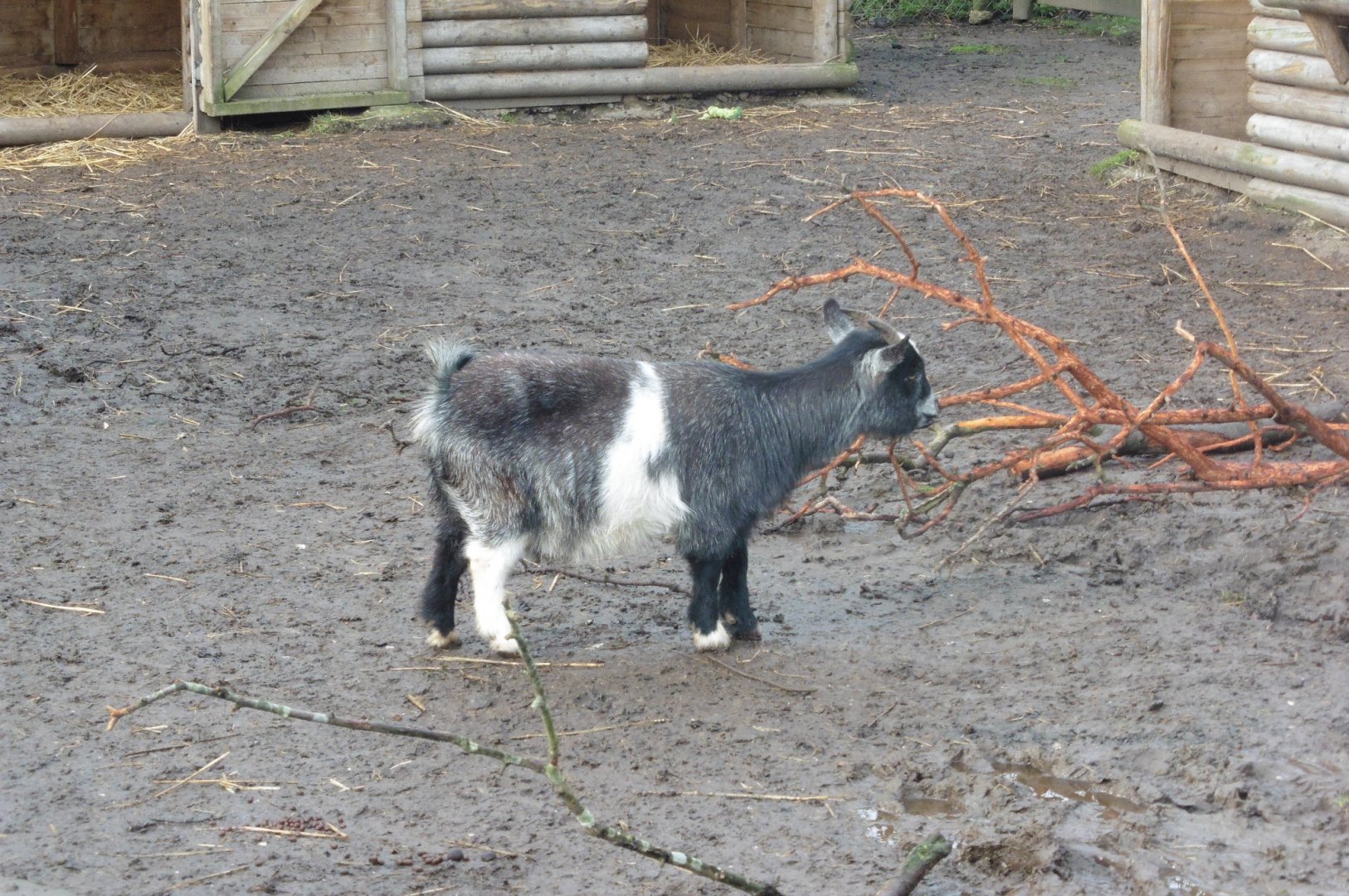 African Pygmy Goat
