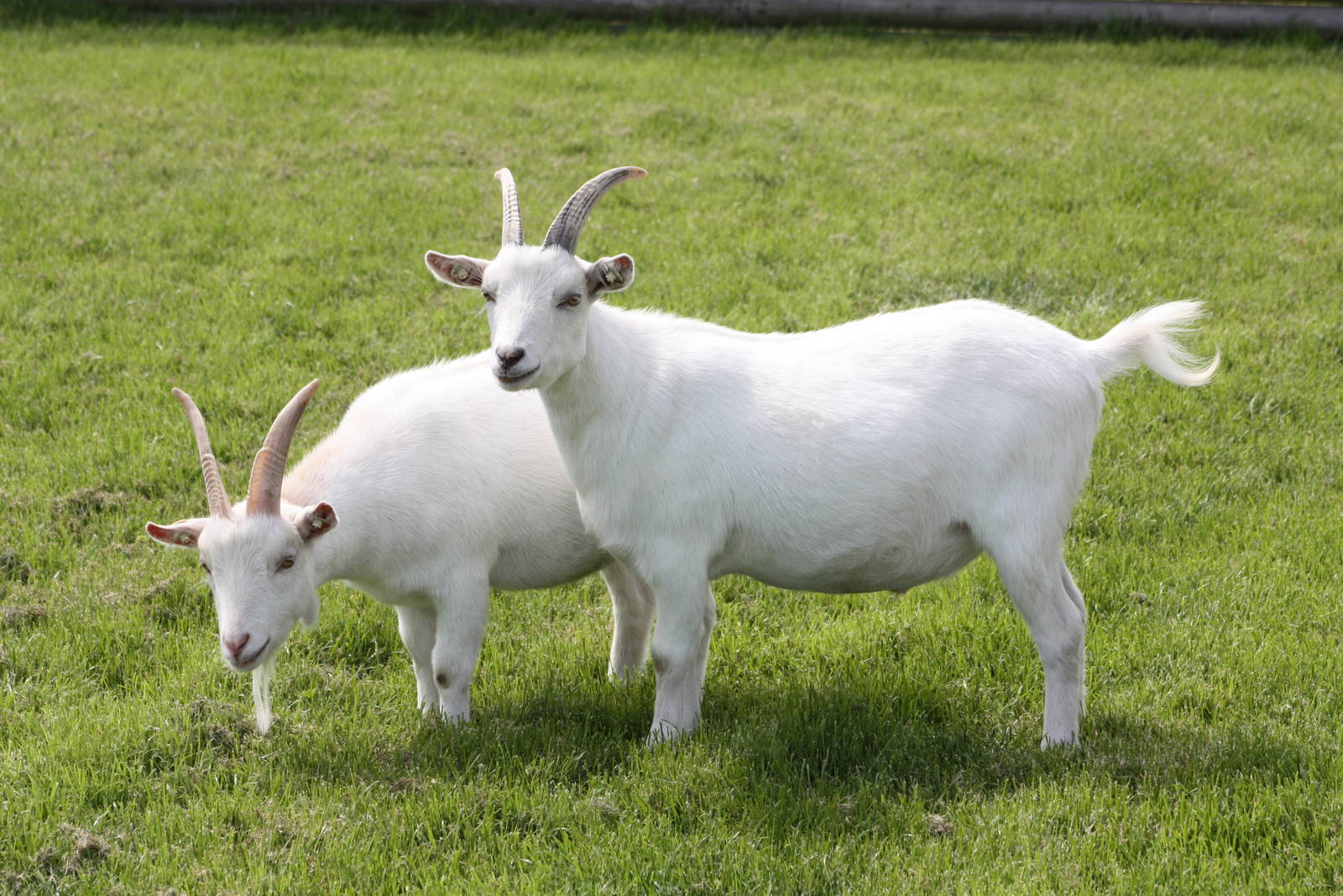 African Pygmy Goats, 19th June 2014