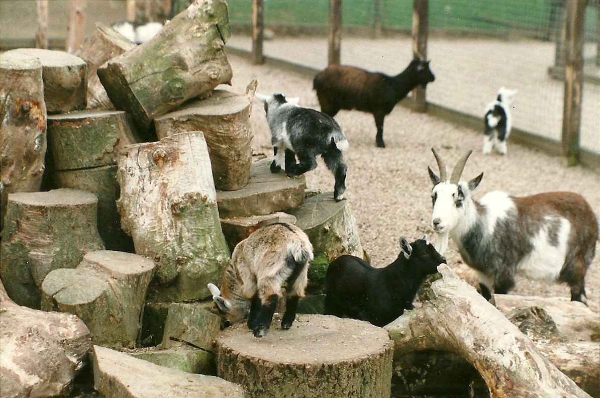 African Pygmy Goats 5th April 1997