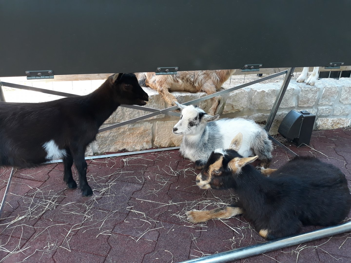 African pygmy goats