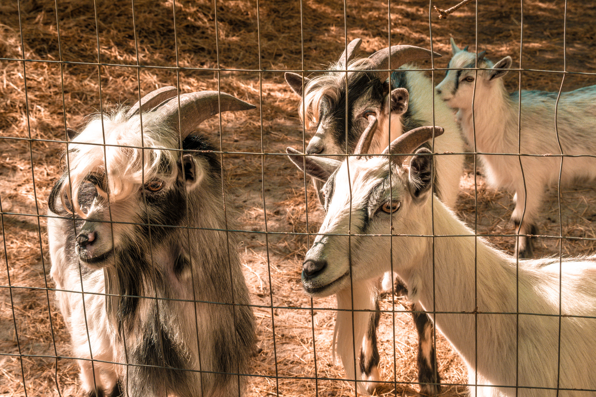 African Pygmy Goats