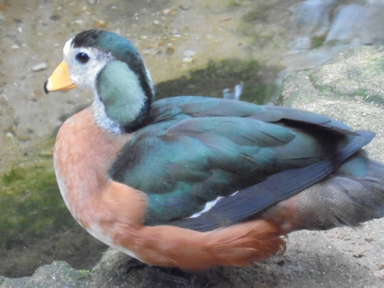 African Pygmy Goose 2015.