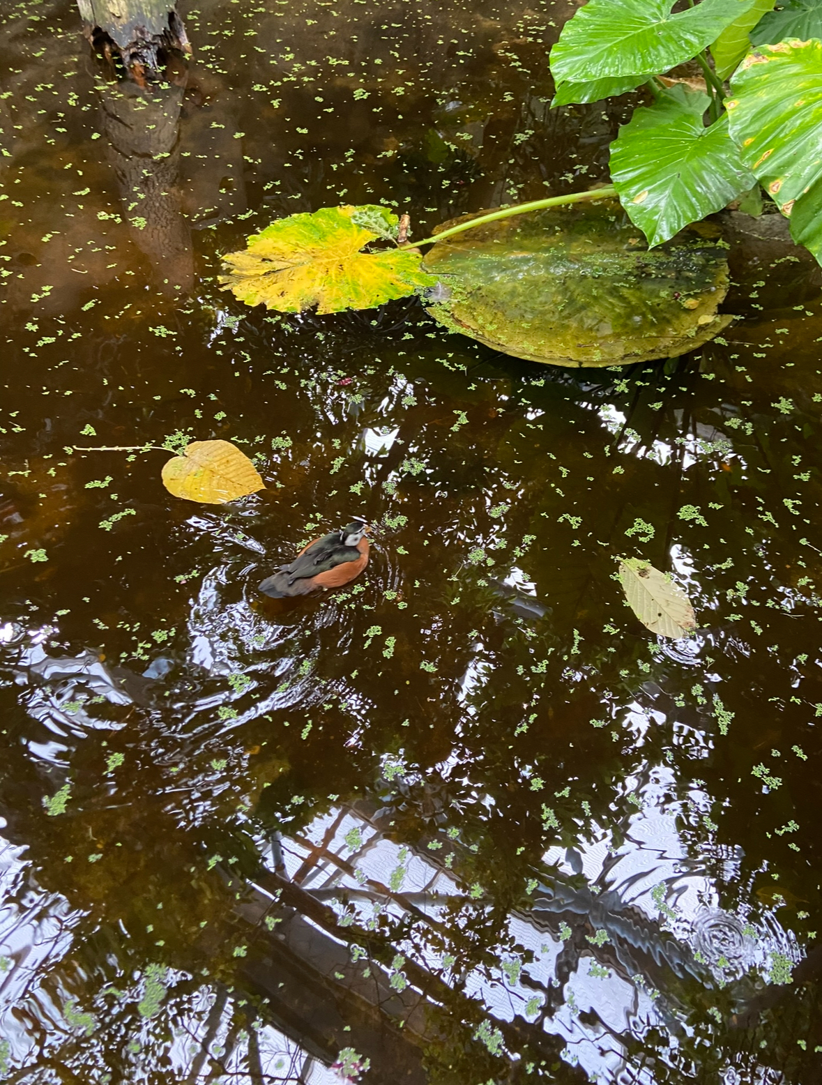 African pygmy goose 2023