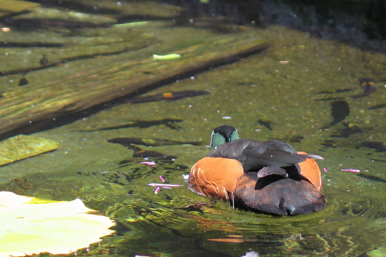 African Pygmy Goose (8/23/2024)