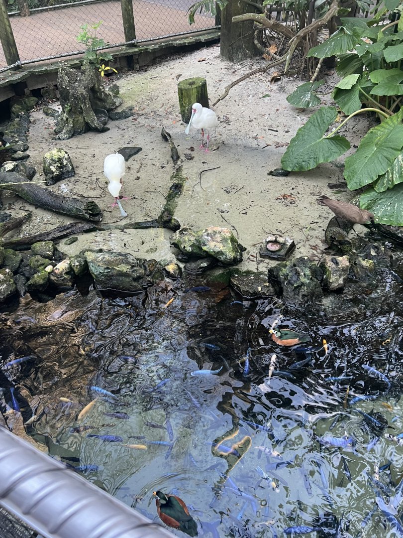 African Pygmy Goose and African Spoonbills