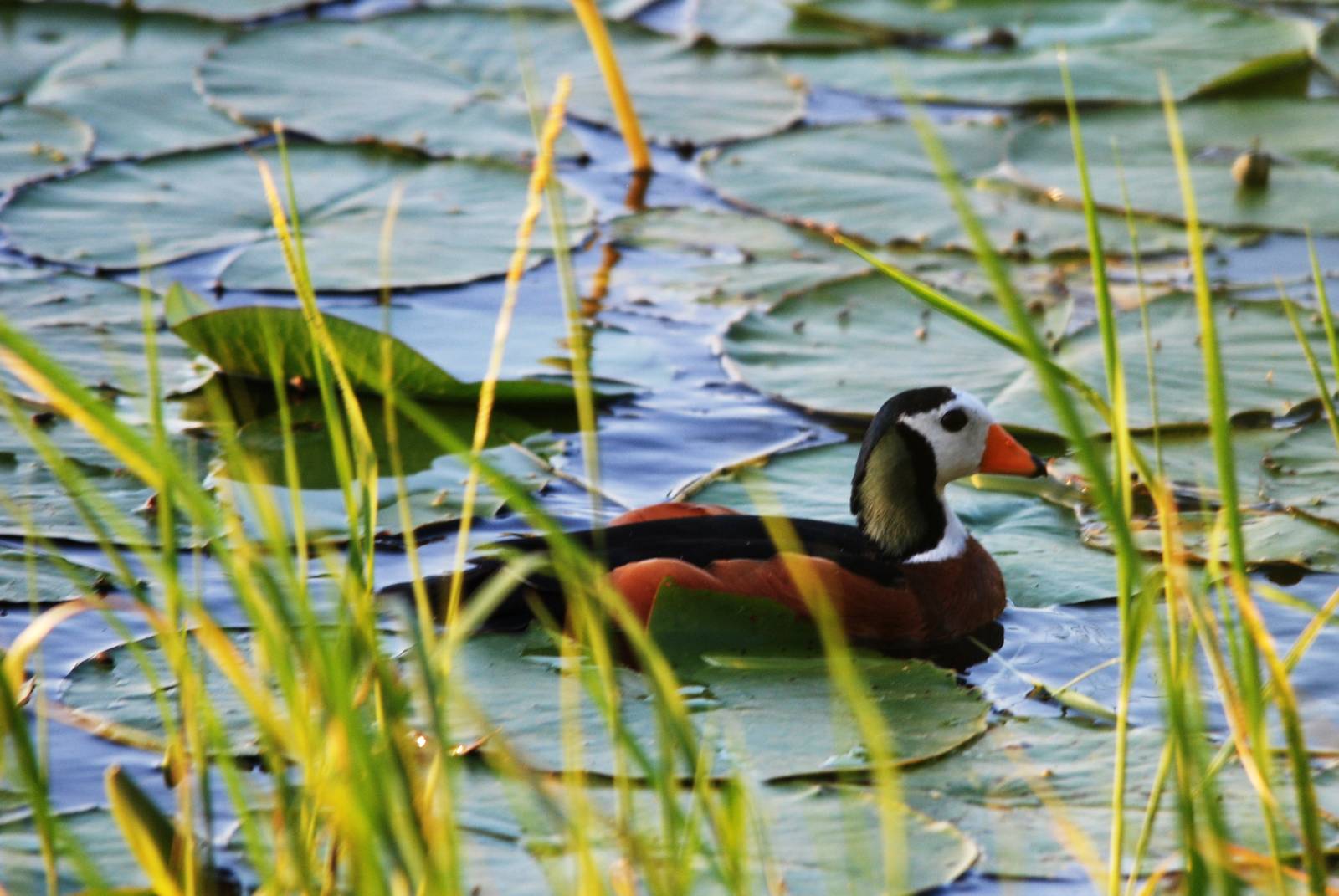 African Pygmy Goose at Hawassa, 16/10/14