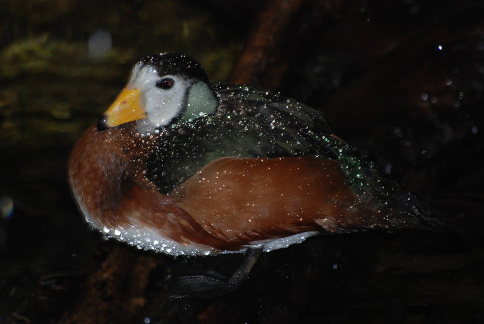 African Pygmy Goose at London, 16/11/11