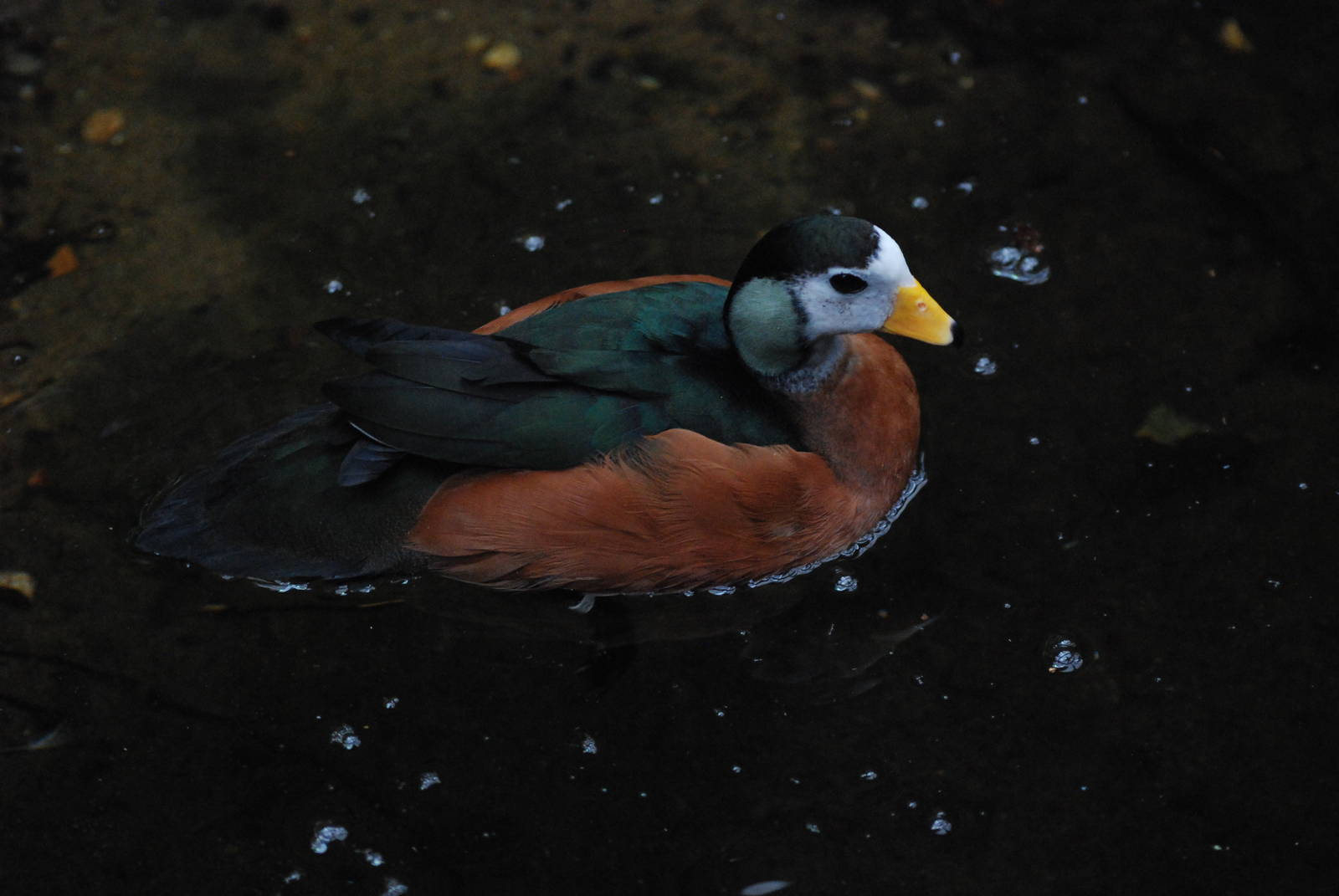 African Pygmy Goose at London, 17/03/12
