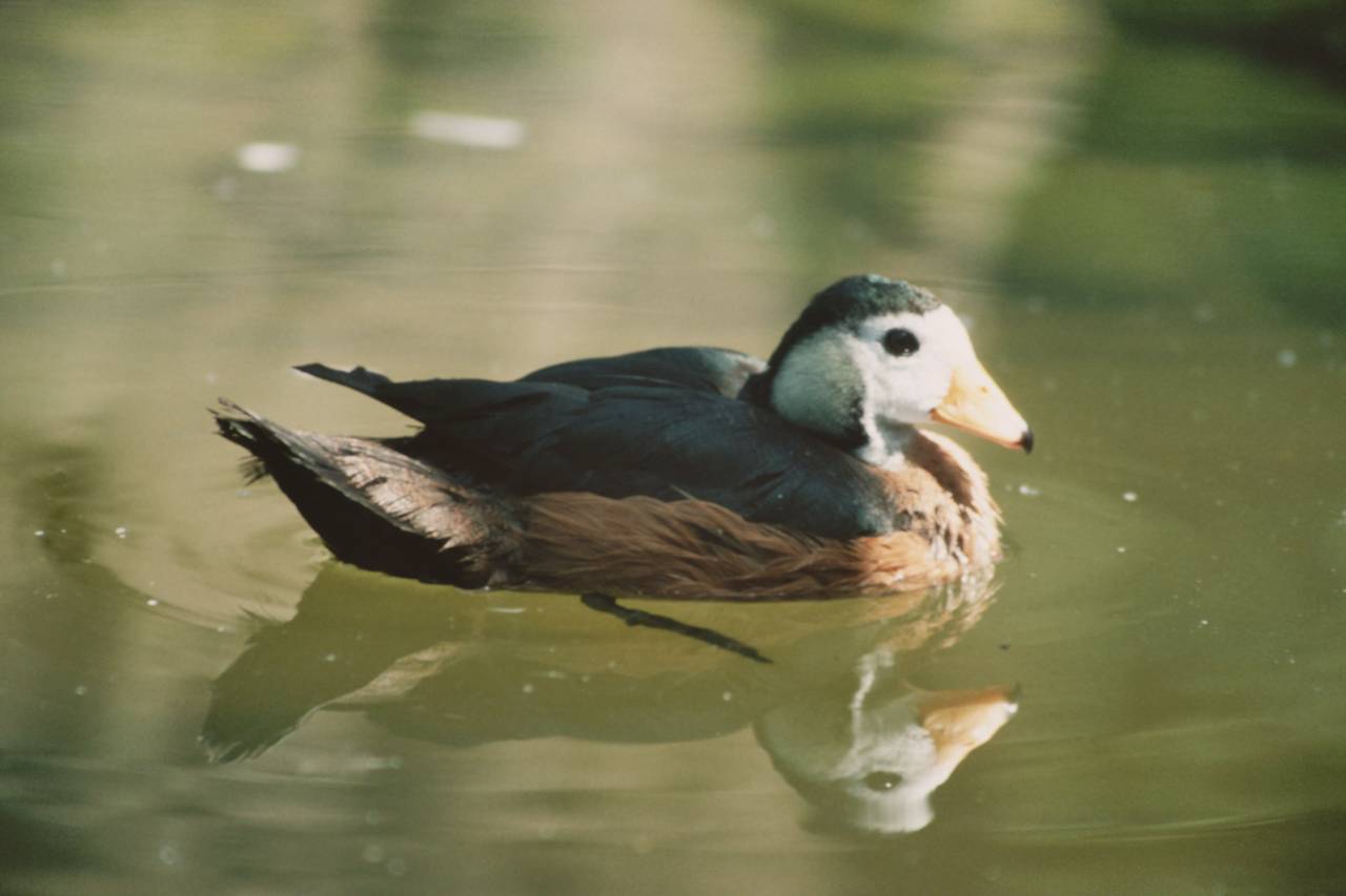 African Pygmy Goose, Blackbrook 2007