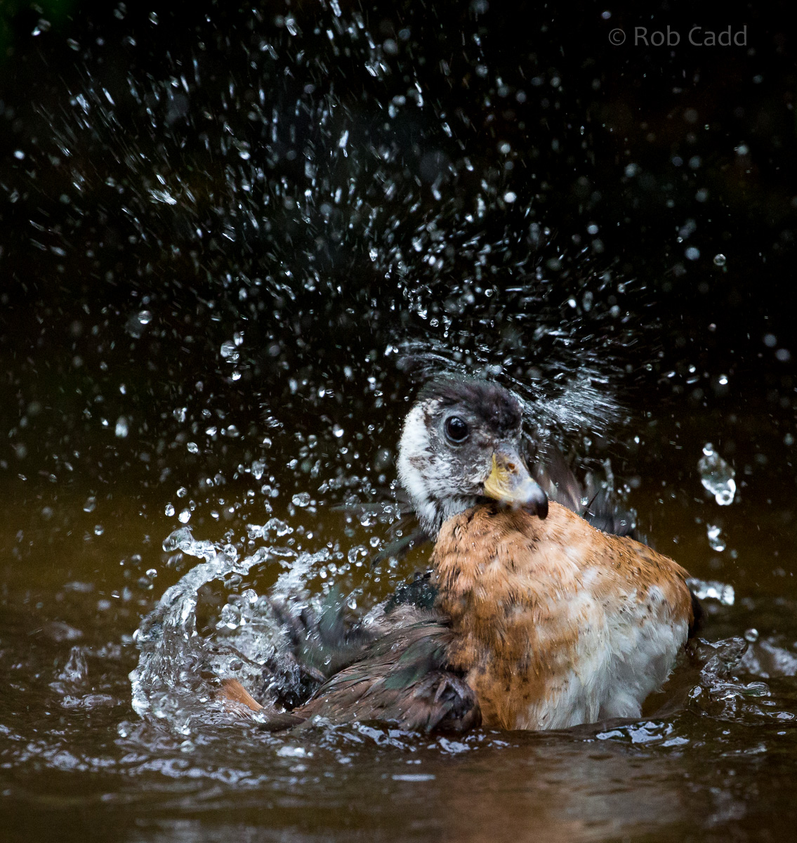 African pygmy-goose : Cotswold WP : 11 Mar 2016
