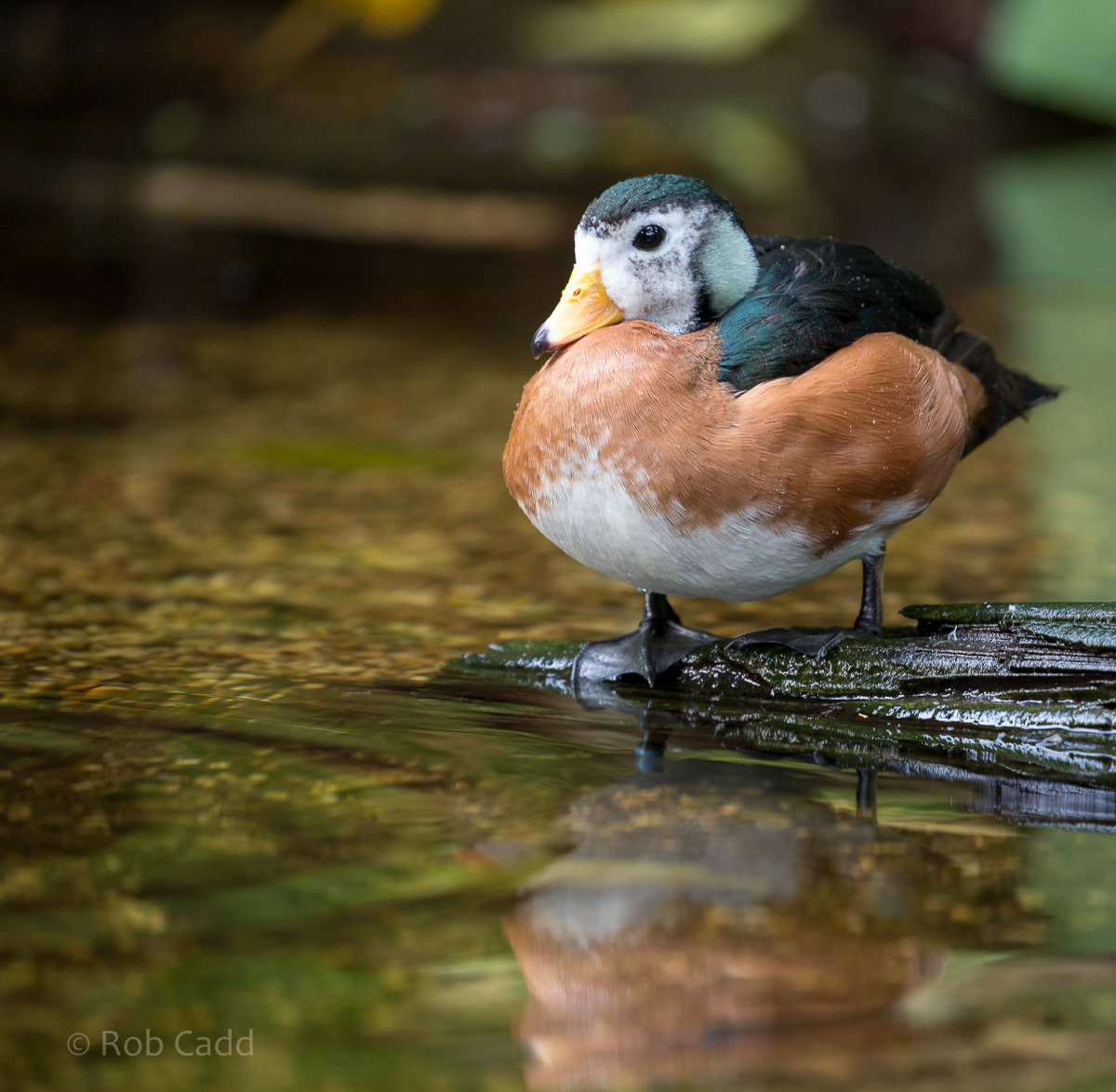 African pygmy-goose : Cotswold WP : 20 Oct 2015