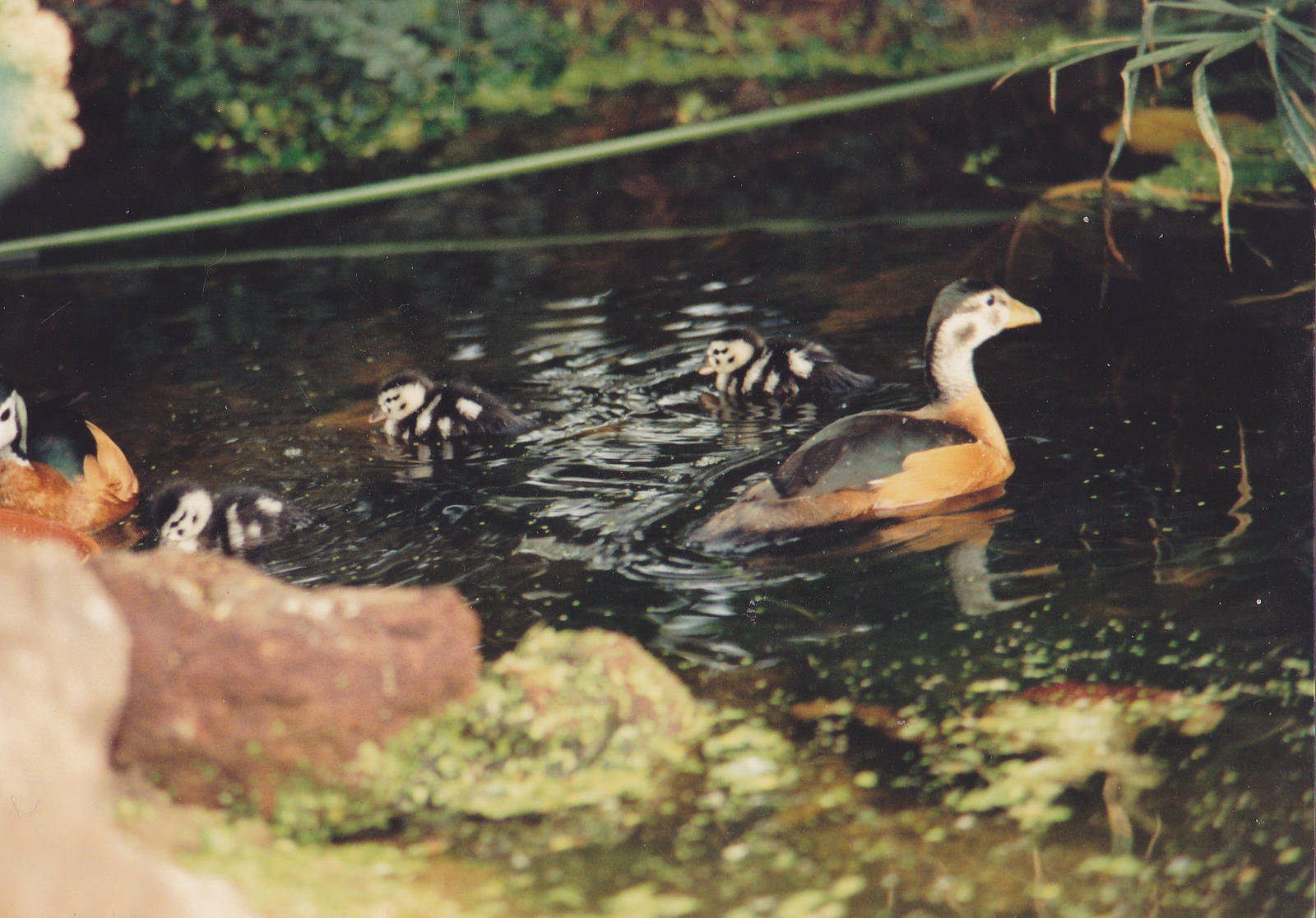 African pygmy goose family