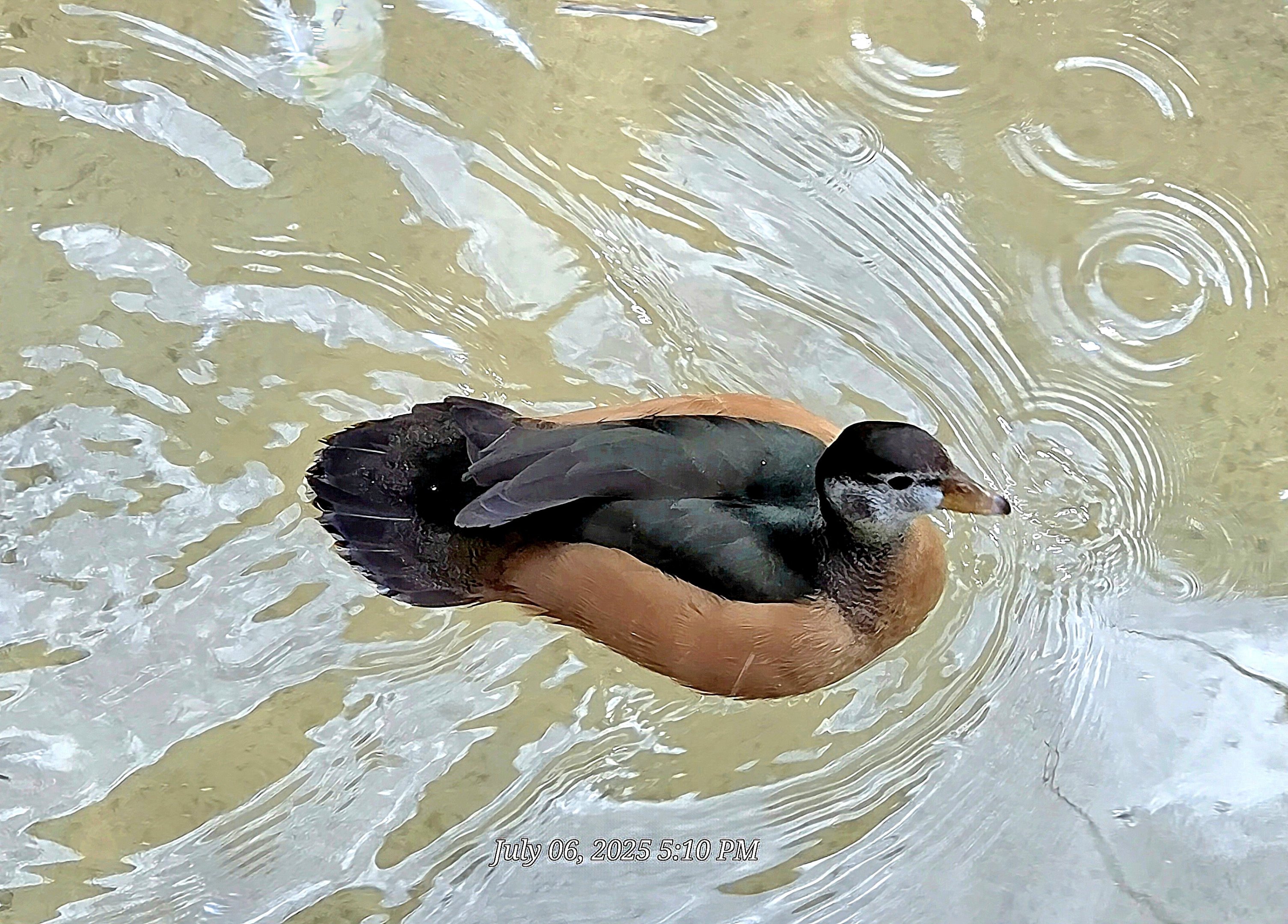 African Pygmy Goose -Fort Worth Zoo