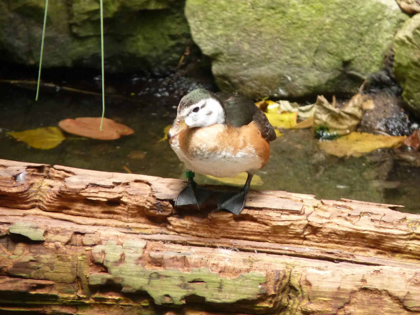 African Pygmy goose, hen