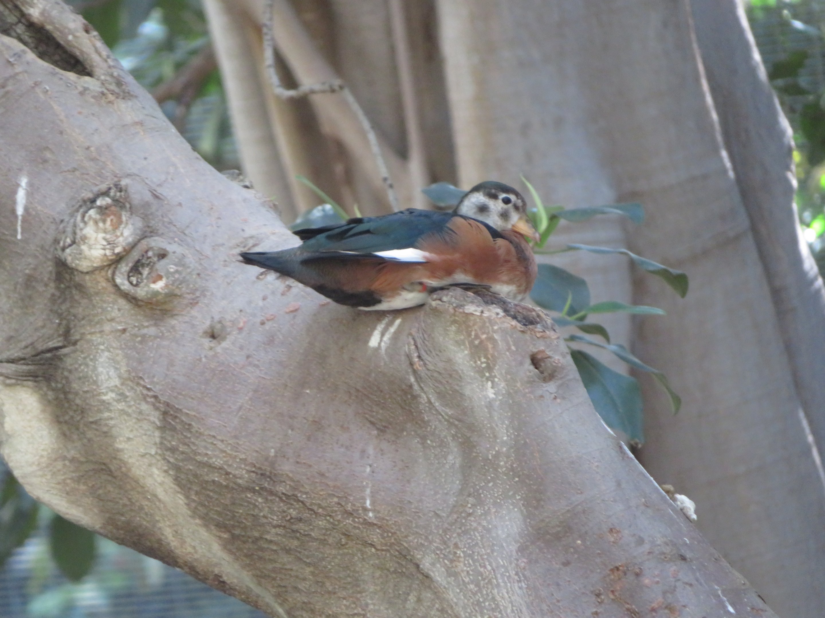 African Pygmy Goose in Tree