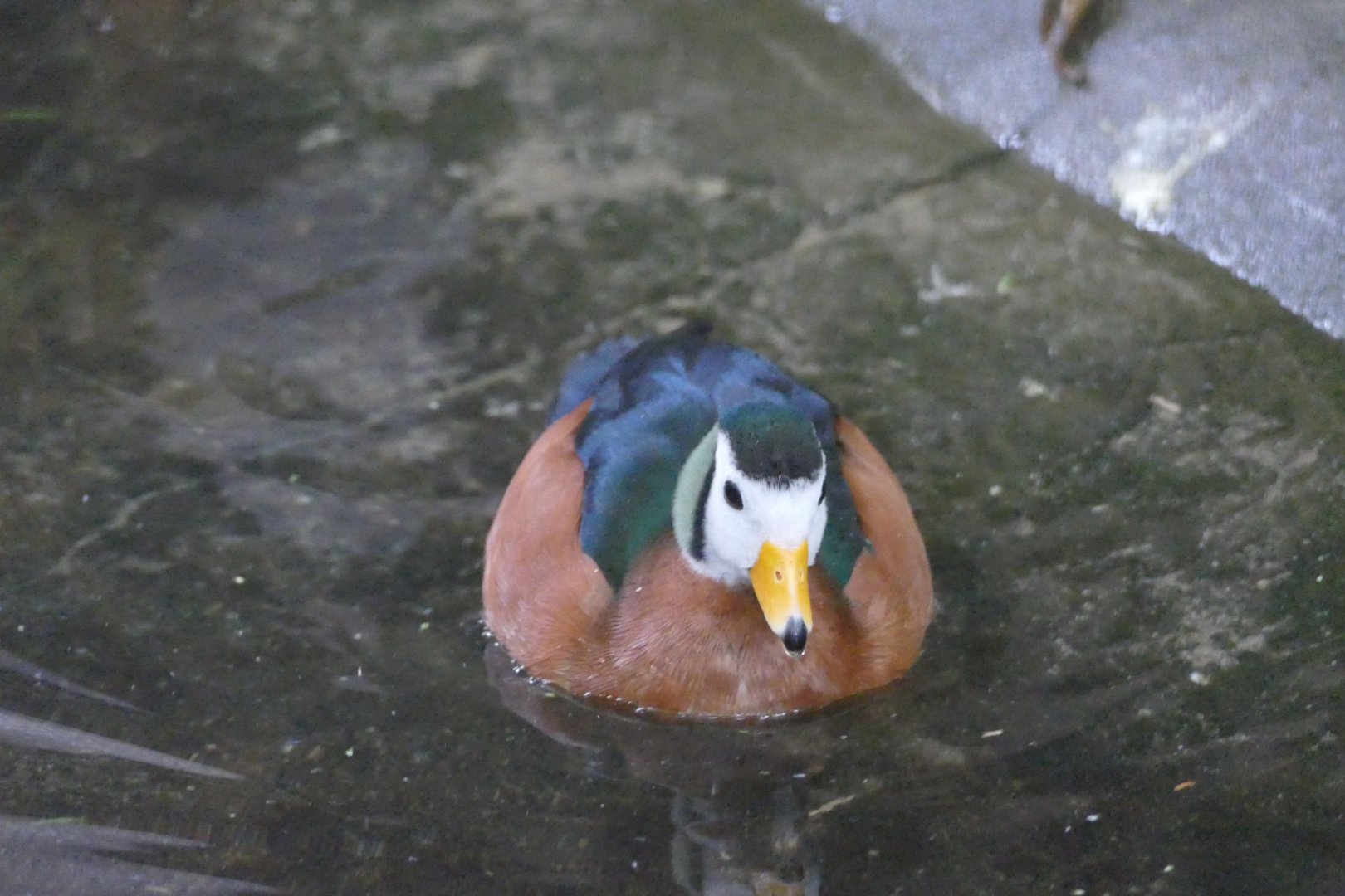 African pygmy goose, June 2018