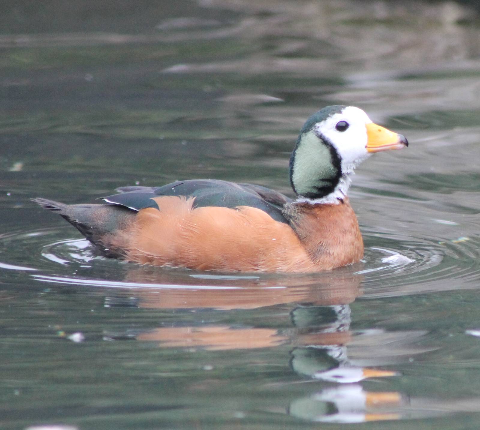 African pygmy goose male