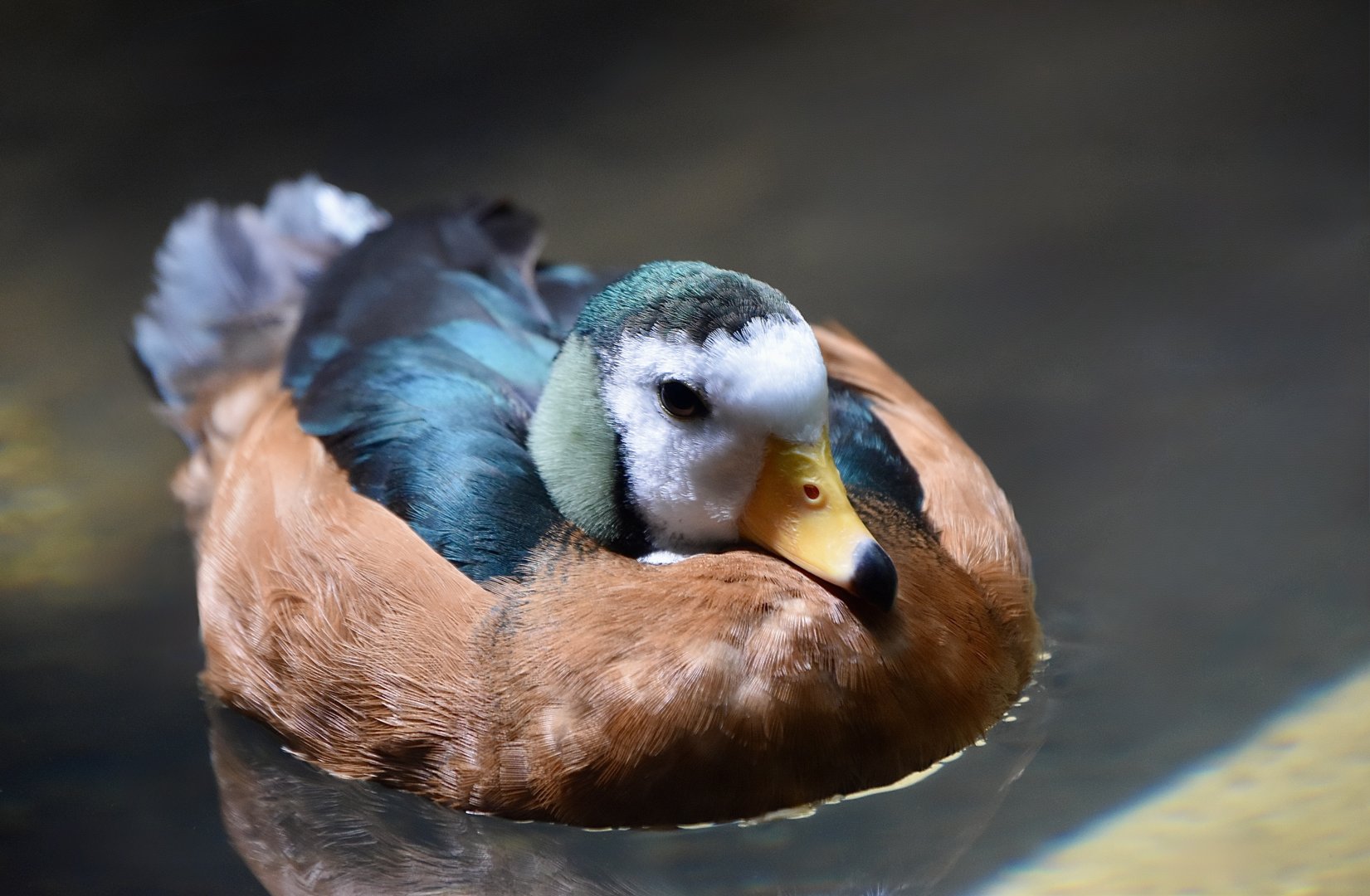 African Pygmy Goose (Nettapus auritus) male