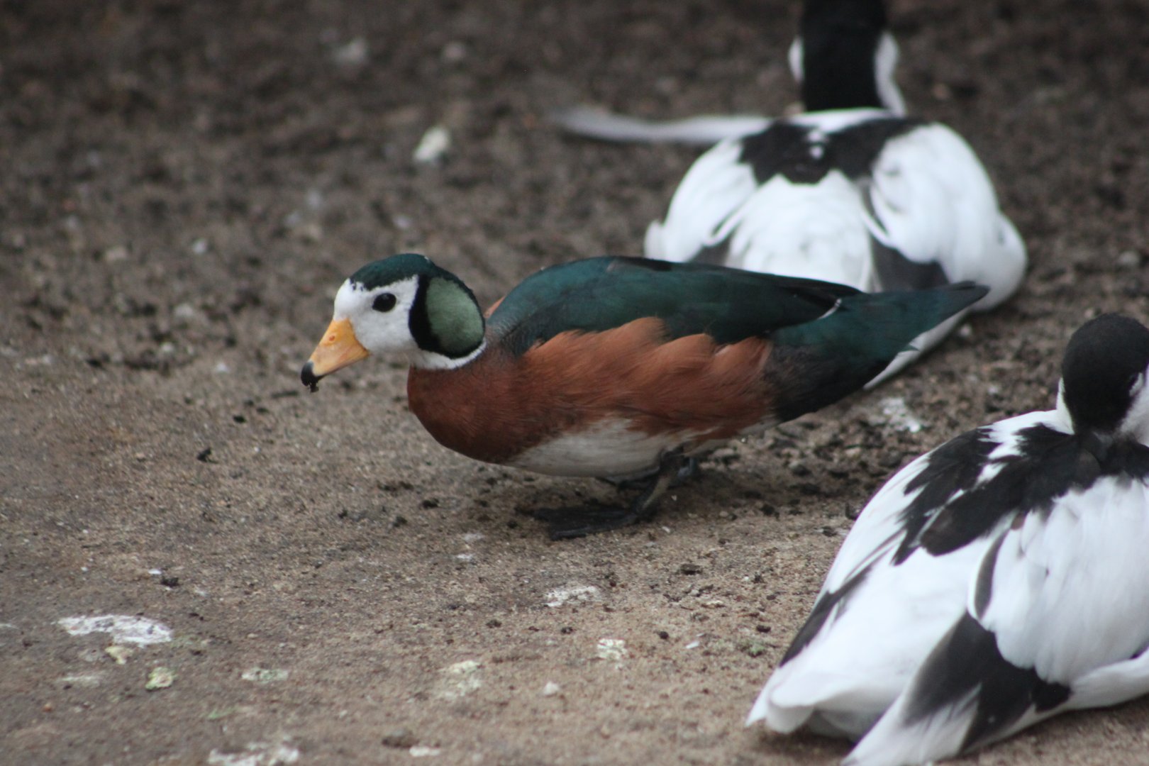 African pygmy goose (Nettapus auritus)