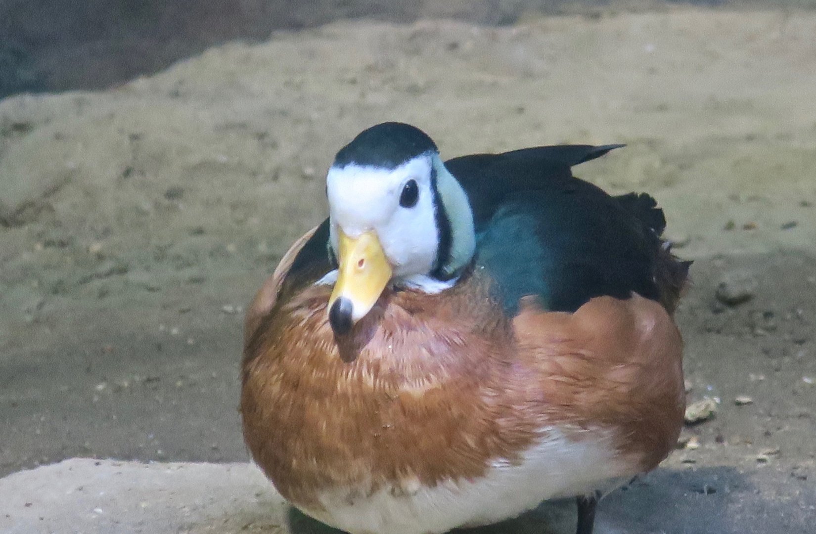 African Pygmy Goose (Nettapus auritus)