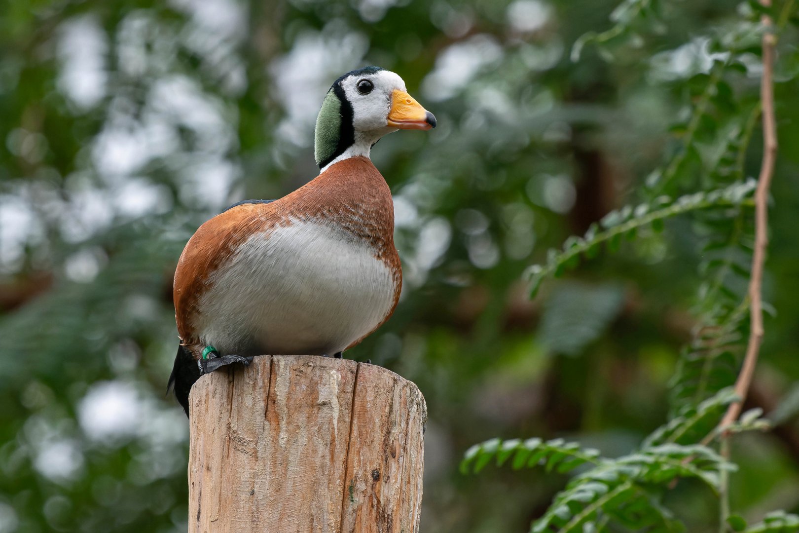 African pygmy-goose (Nettapus auritus)