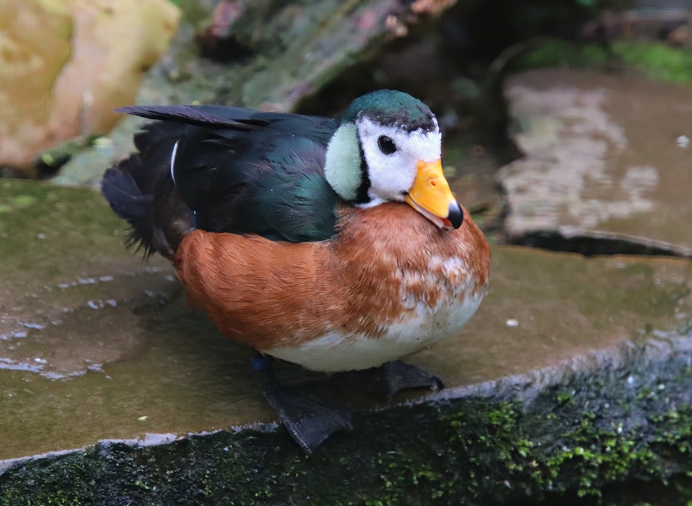 African pygmy goose (Nettapus auritus)