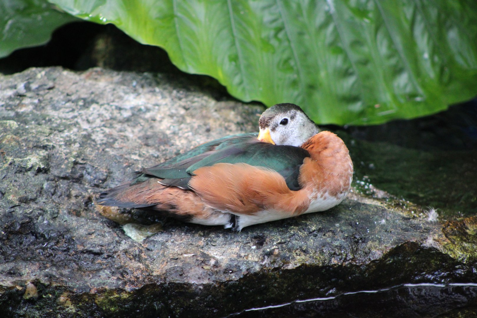 African Pygmy Goose (Nettapus auritus)