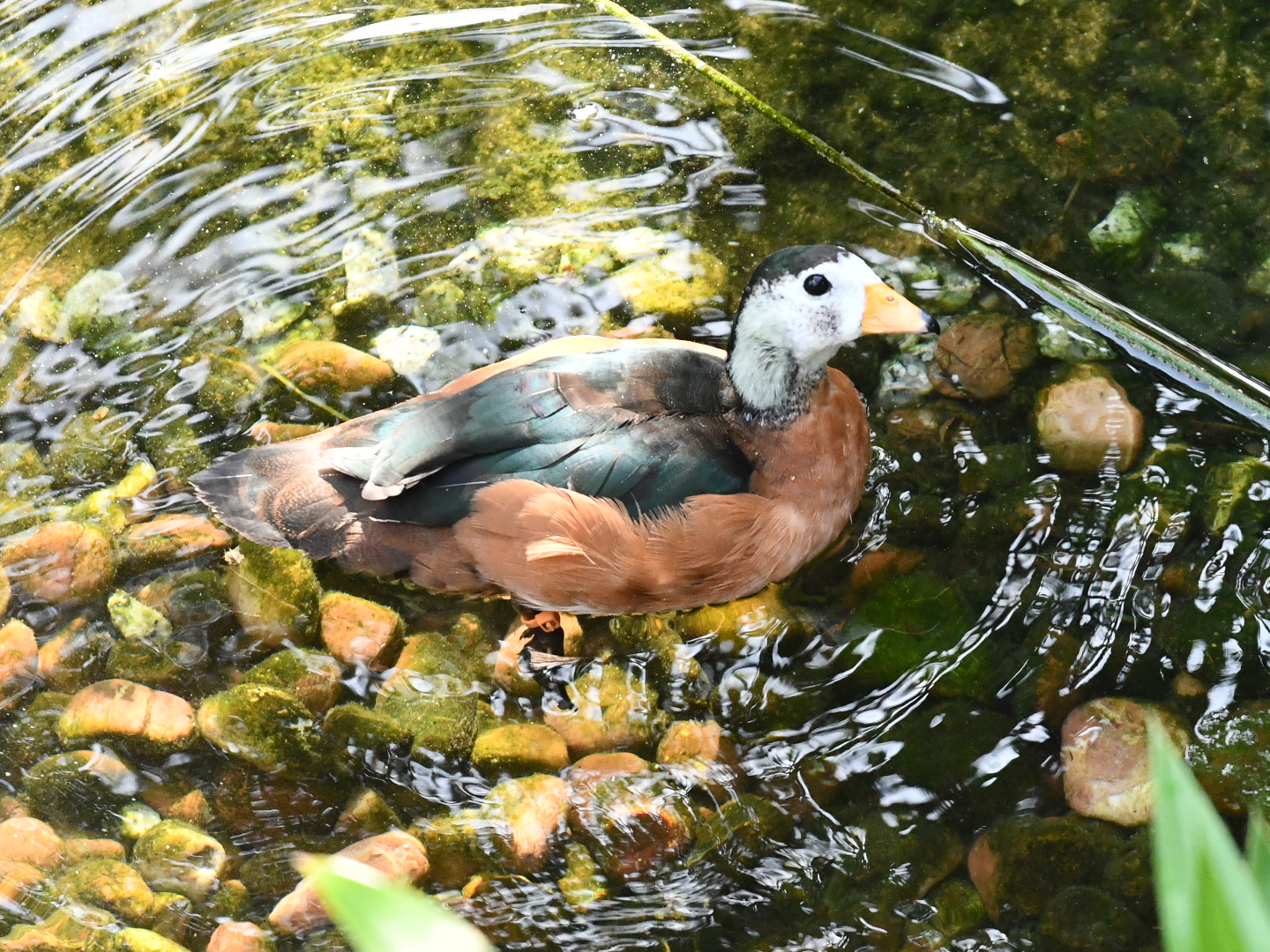 African Pygmy Goose (Out of collection)