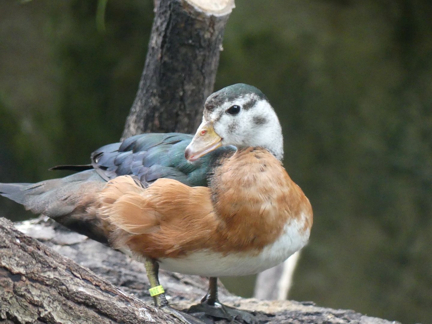 African Pygmy Goose - Zoo København - 26.05.25